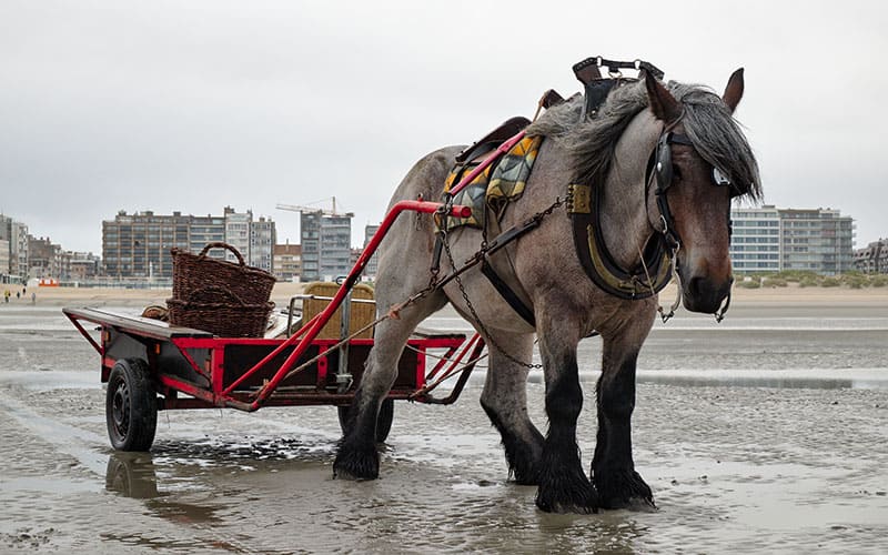 A Belgian brabant horse pulling a cart on a muddy road