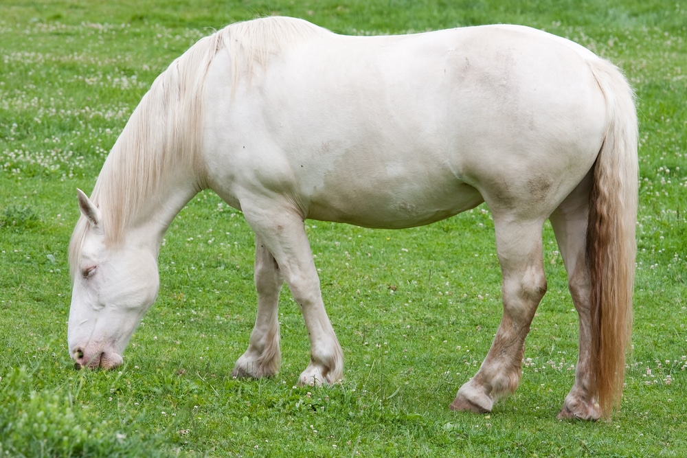 A Cream Draft Horse Grazing In The Field