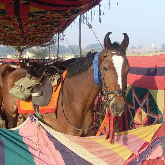 A Marwari horse inside an indian festival tent