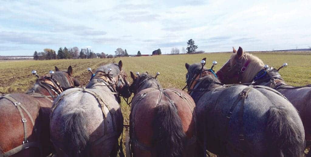 A backview of Brabant horses in a field