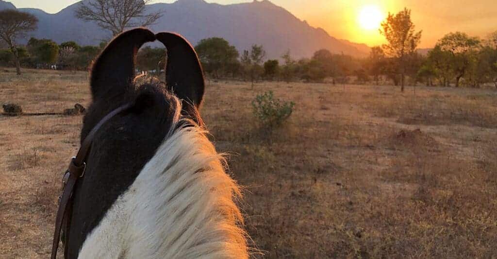 A backview of a Marwari horse ears with a view of sun setting at a field