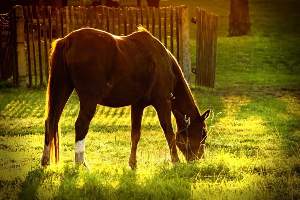 A backview of brown horse eating grass in a sunny grass field