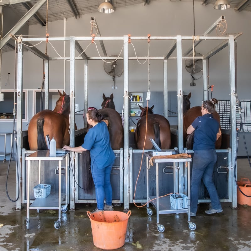 A backview of workers transfering horses embryo at a station