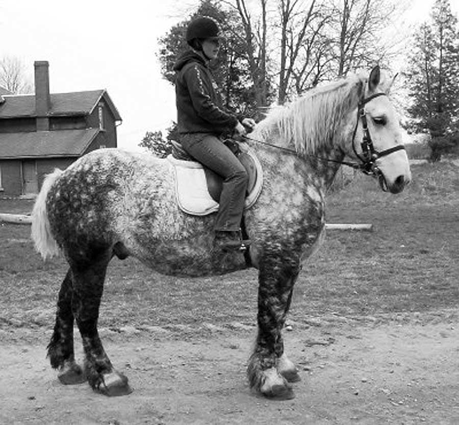 A black and white image of a curly haired horse with a rider sitting on it in history