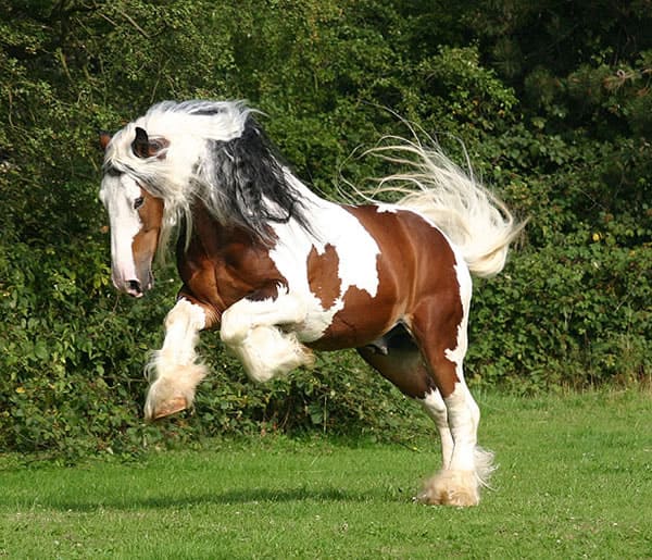 A brown and white gypsy horse jumping in a field