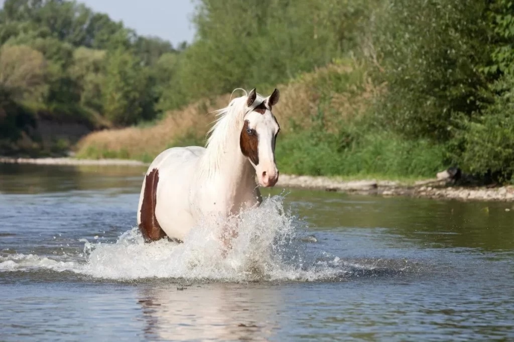 A brown and white horse splashing in water