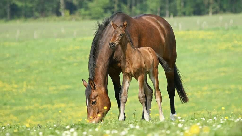 A brown horse breed along with its little offspring in a flower field