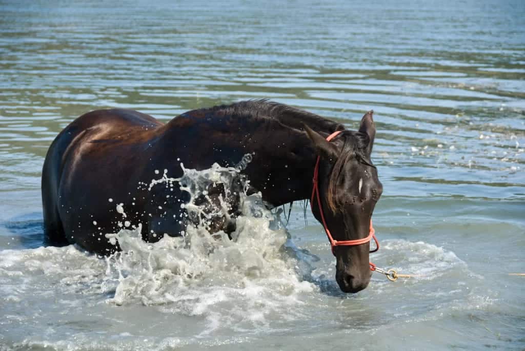 A brown horse splasing and enjoying in water