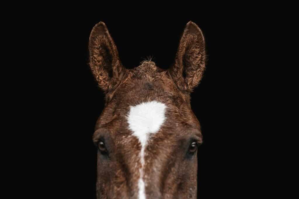 A close up view of the head of a curly haired horse