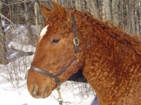 A close view of a curly haired horse face