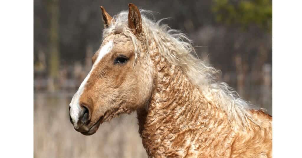 A close view of a skin Curly haired horse