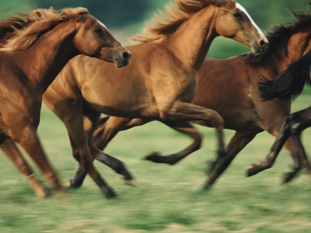 A close view of brown horses running fast