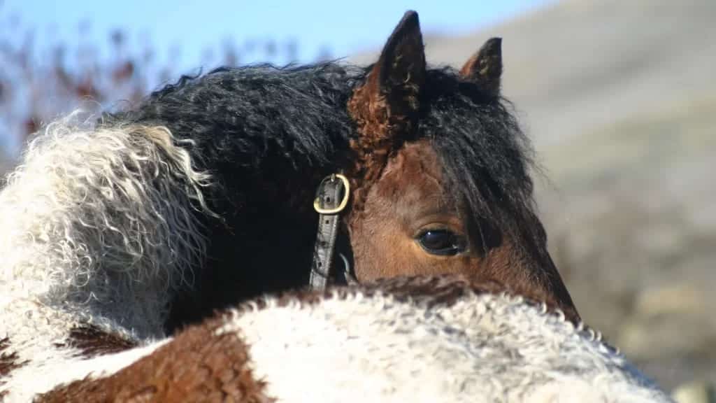 A close view of the eyes of a curly haired horse with black and brown coat