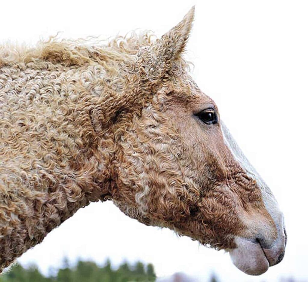 A close view of the neck and face of a curly haired horse