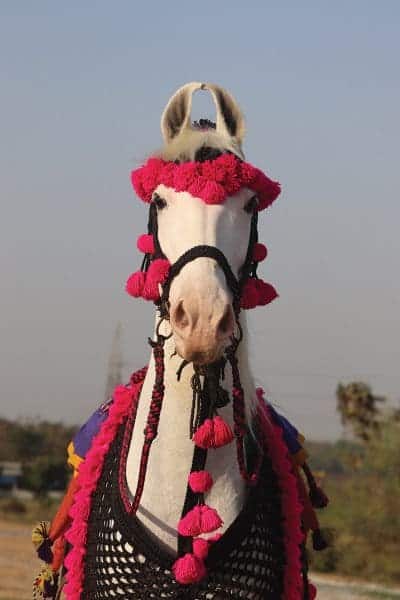 A front view of an indian Marwari horse all decorated