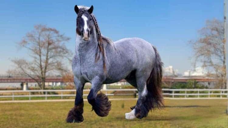 A front view of a Blue roan gypsy horse in a horse stable field