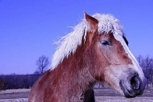 A front view of a curly white haired horse