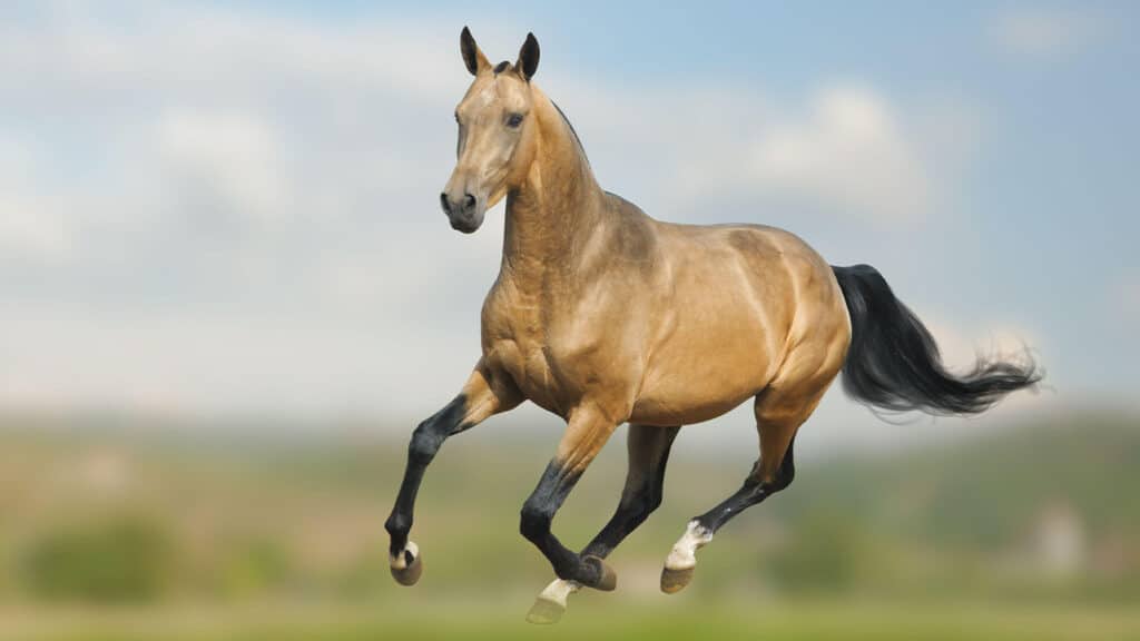 A front view of an Akhal Teke horse running in speed