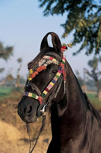 A front view of an Indian Marwari horse all decorated