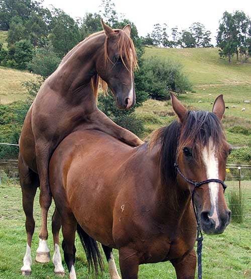 A front view of two brown horses naturally breeding