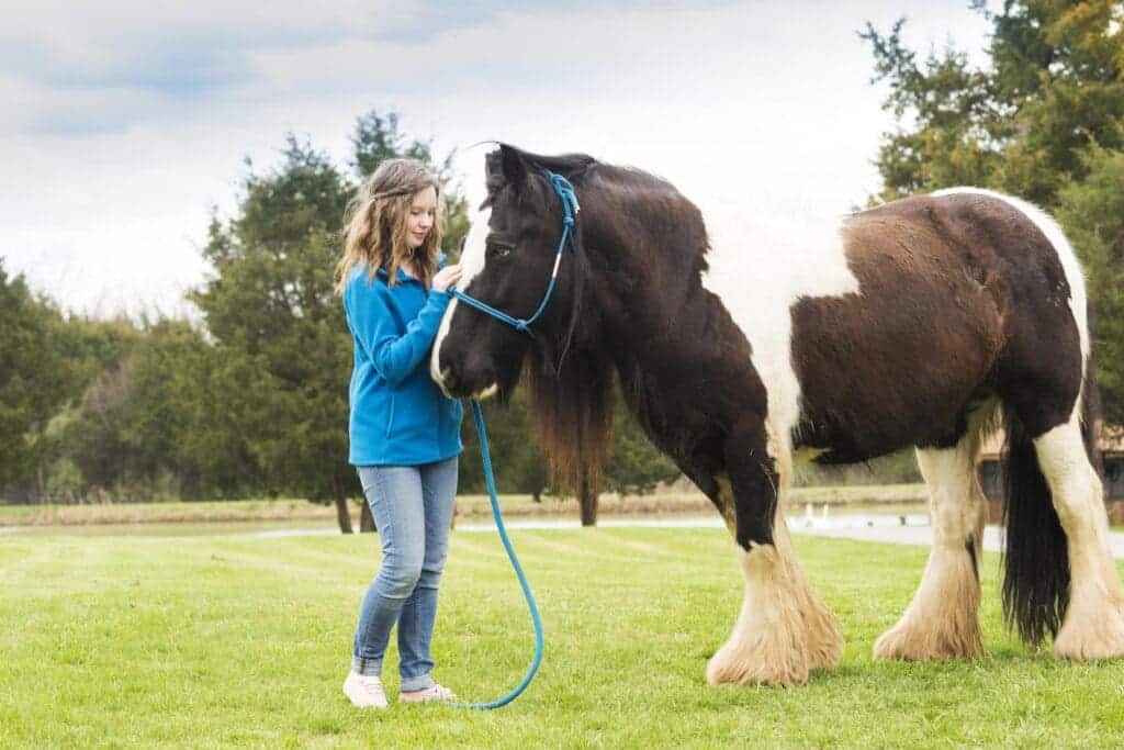 A girl being friendly with a brown and black gypsy horse in a field