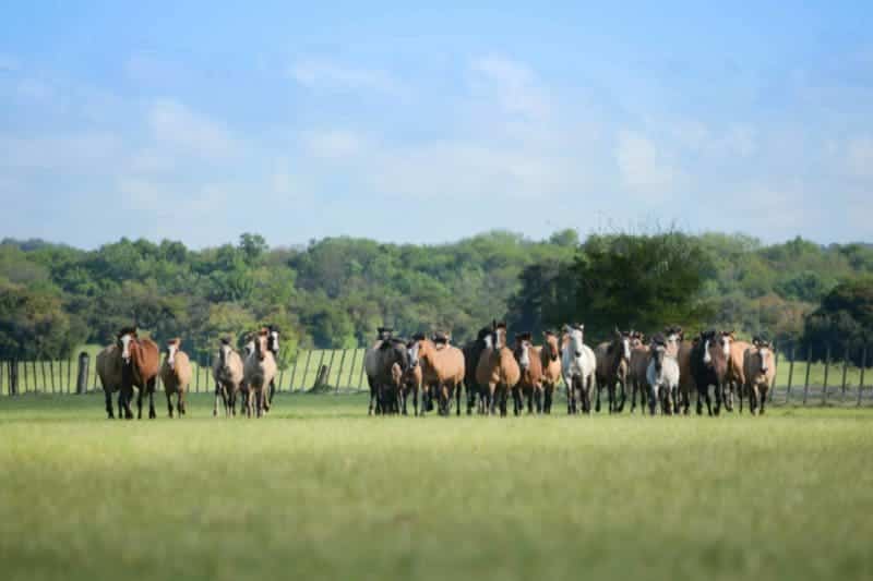 A herd of horses breed seen from afar