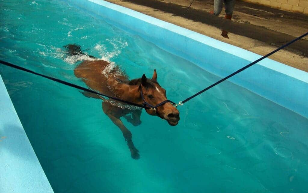 A horse in clear blue water being taught how to swim with its reigns being pulled