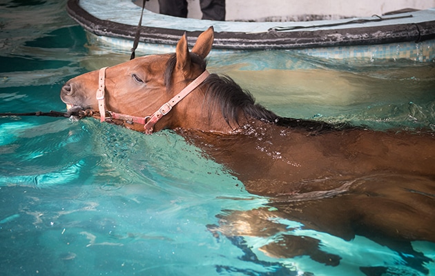 A horse swimming in water held by its reigns