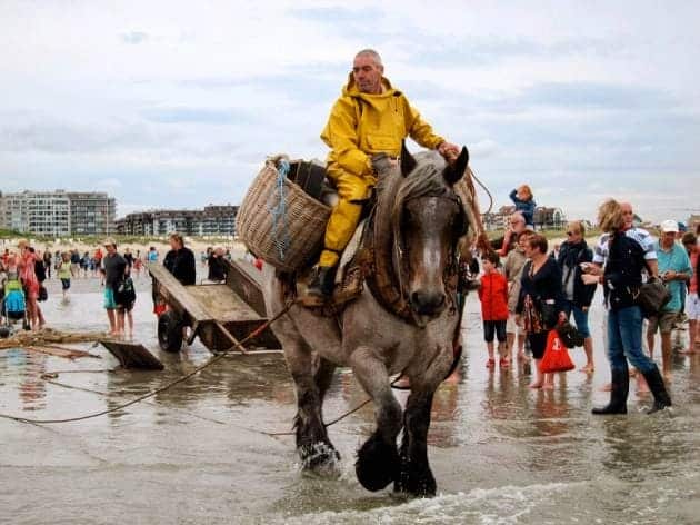 A person with basket riding a brabant horse for fishing