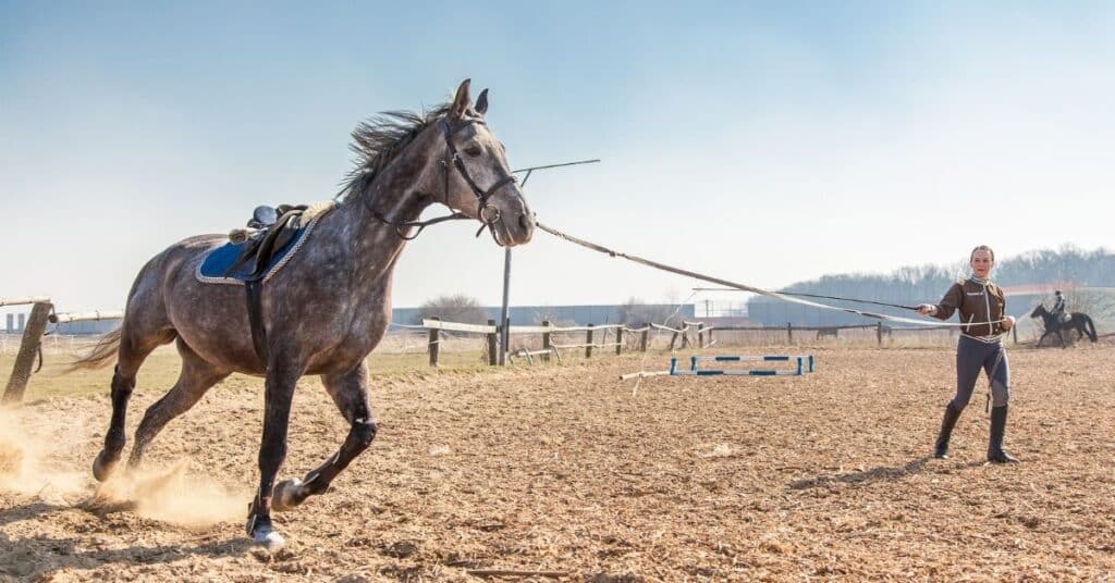 A rider training a horse in a sandy horse stable