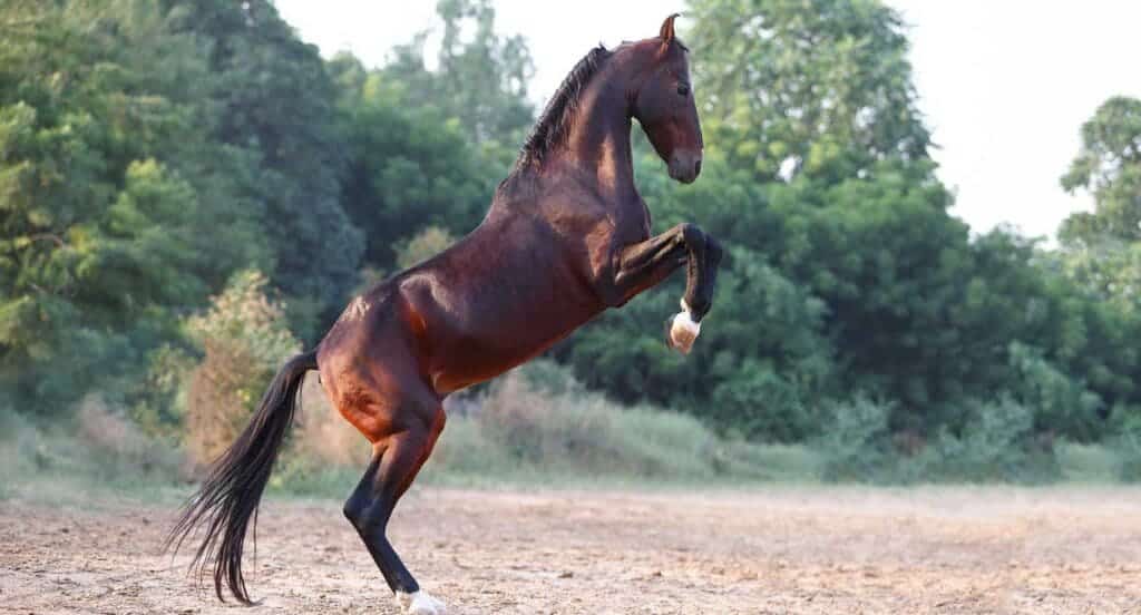 A shiny brown Marwari horse jumping in a field