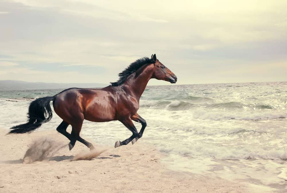 A shiny brown horse running on the sea sand