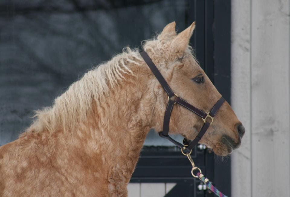 A side view of a Buckskin curly haired horse