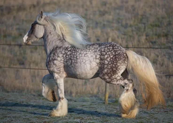 A side view of a Silver dapple gypsy mare