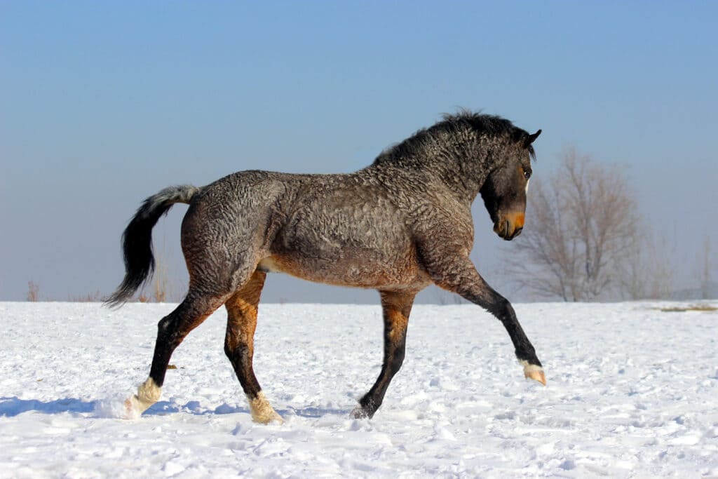 A side view of a black curly haired horse jumping in the snow