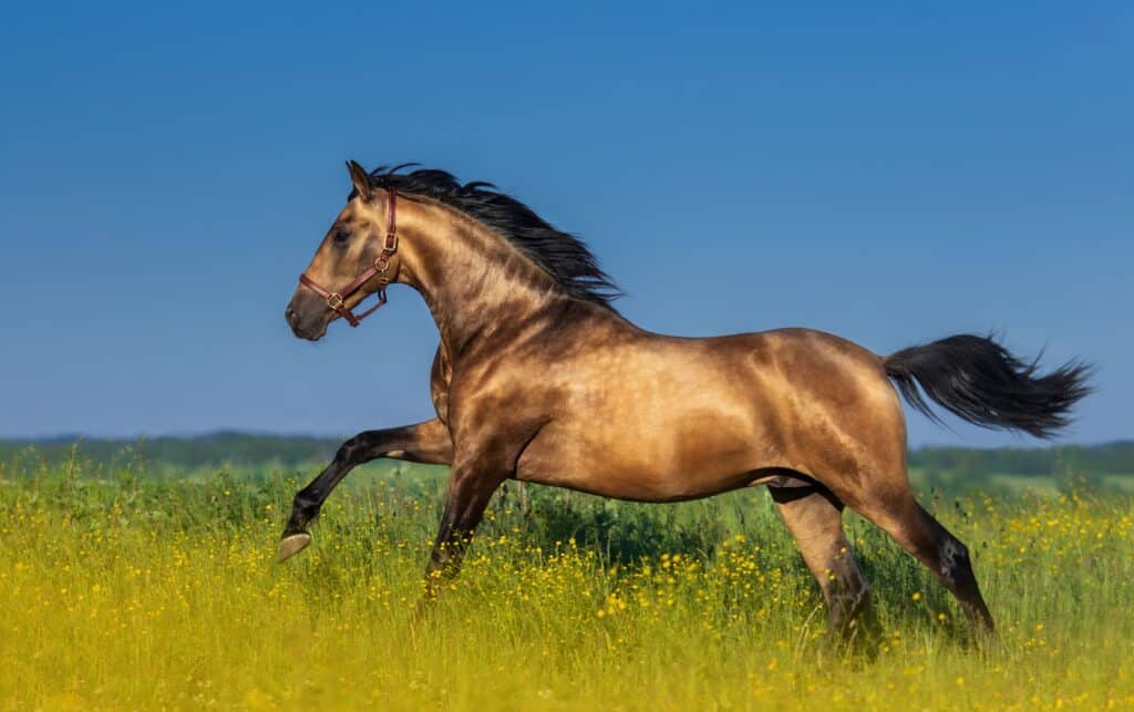 A side view of a brown Spanish horse running around in a yellow flower field