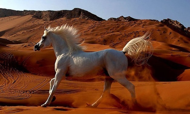 A side view of a white Arabian horse running in the desert