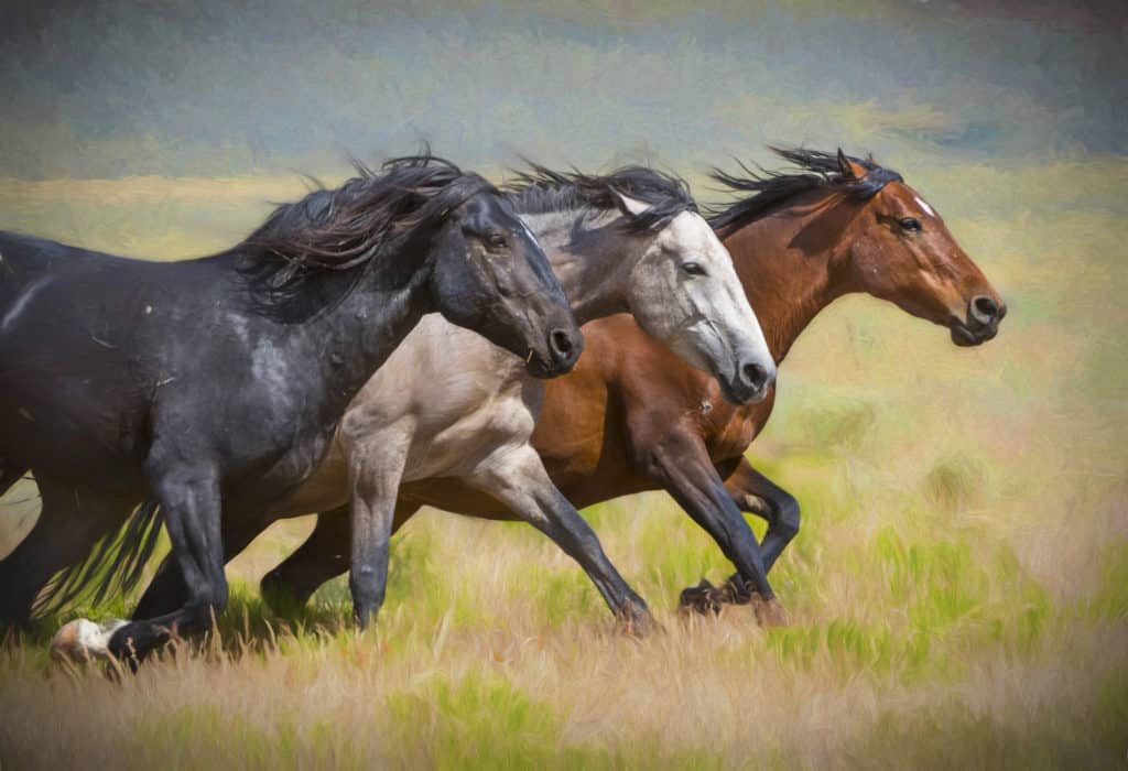 A side view of three horses running in a grass field