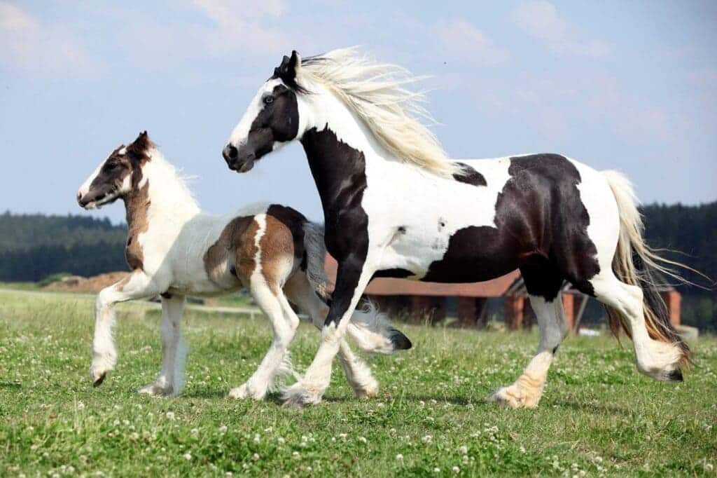 A side view of two brown and white gypsy vanner horse running in a field