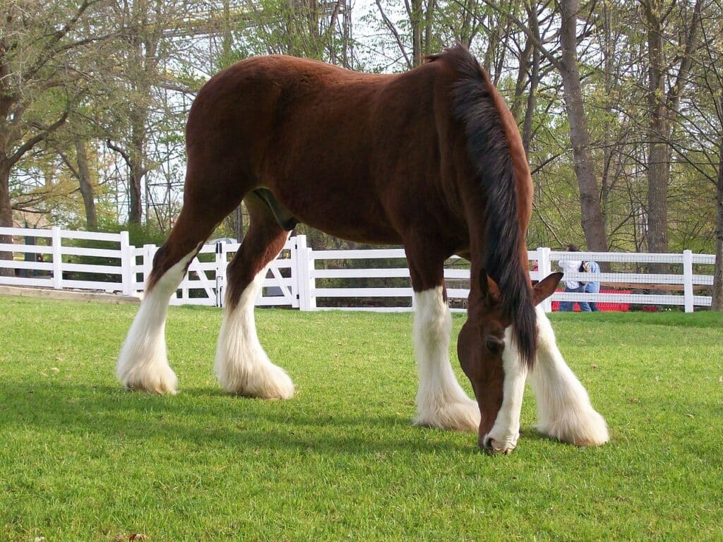 A view of a Clydesdale smelling the grass in a horse stable