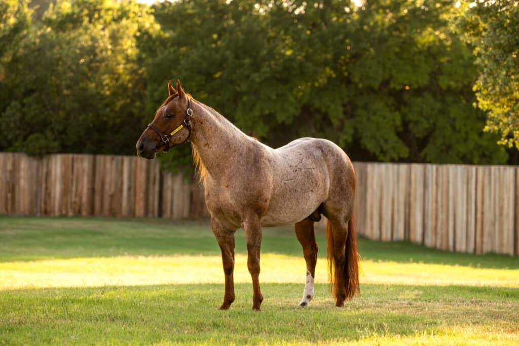 A view of a Quarter Horse standing in a farm