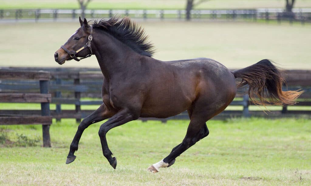 A view of a Thoroughbed horse running around in a horse stable