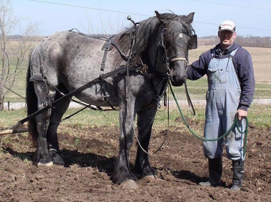 A view of an owner holding the reign of a grey American brabant horse in a field