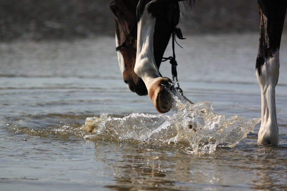 A view of horse feet splashing in water