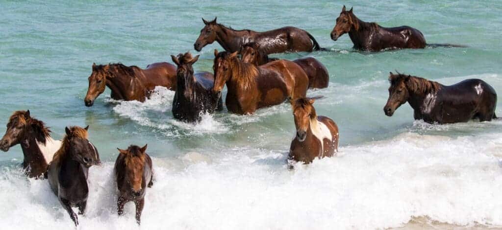 A view of many horses swimming in water