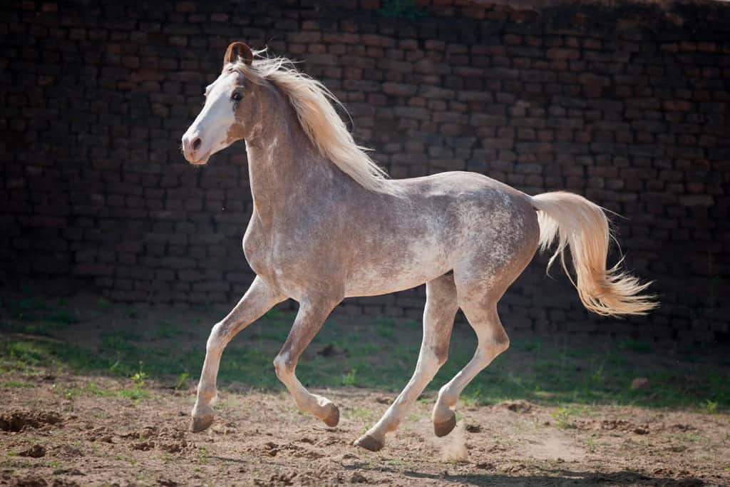 A white Marwari horse with markings galloping in the dusty field