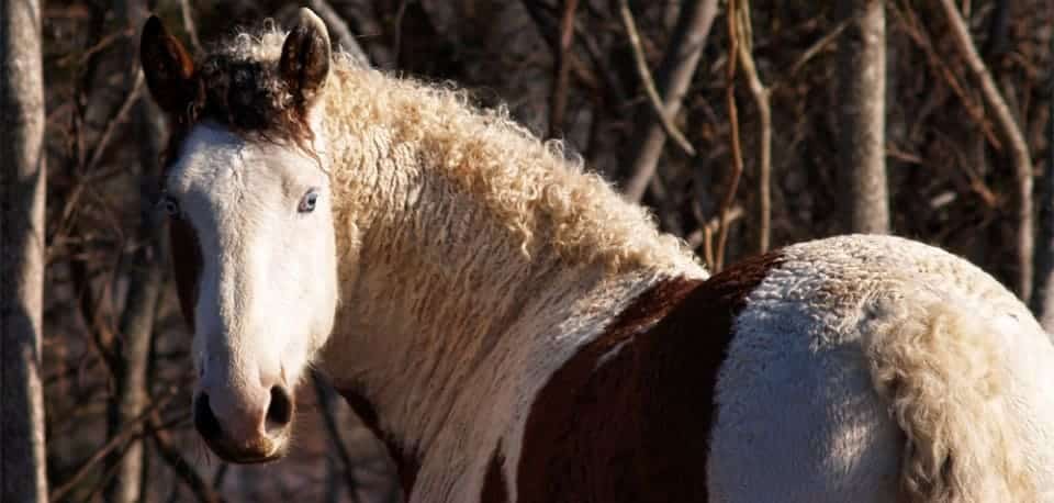 A white and brown colored curly haired horse looking at the back with blue eyes