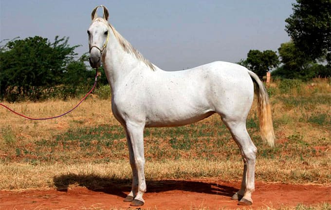 A white colored Marwari horse in dry land