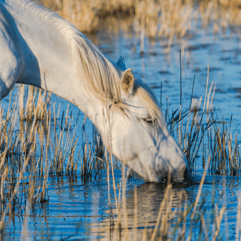 A white horse drinking water from a pond