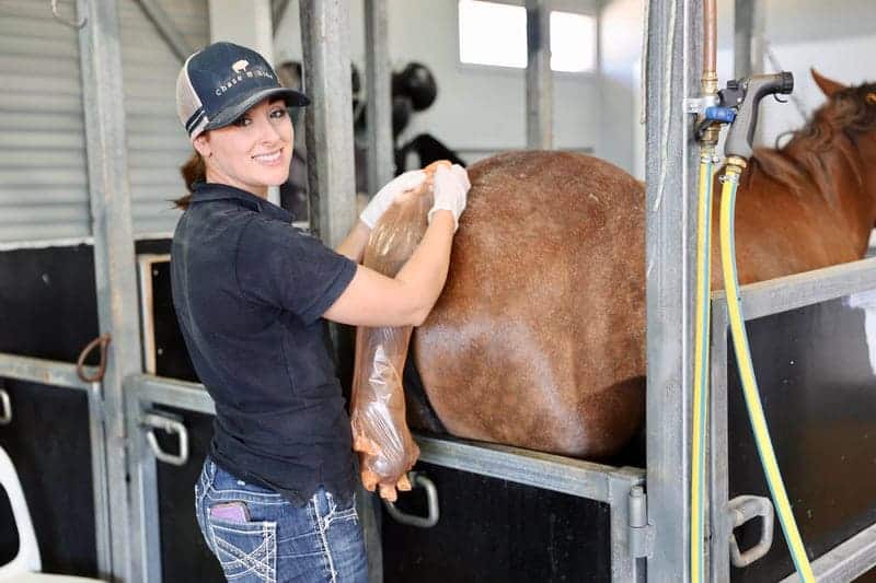 A woman perfoming artificial insemination on a horse in breeding